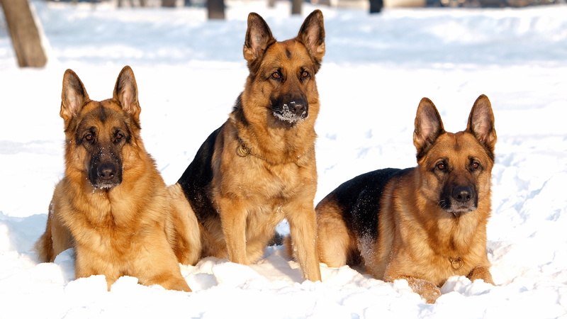 group of animals, pets, snow, nature, cold temperature, purebred dog, vertebrate, canine, dog, mammal, brown, no people, domestic, 4K, animal themes, domestic animals