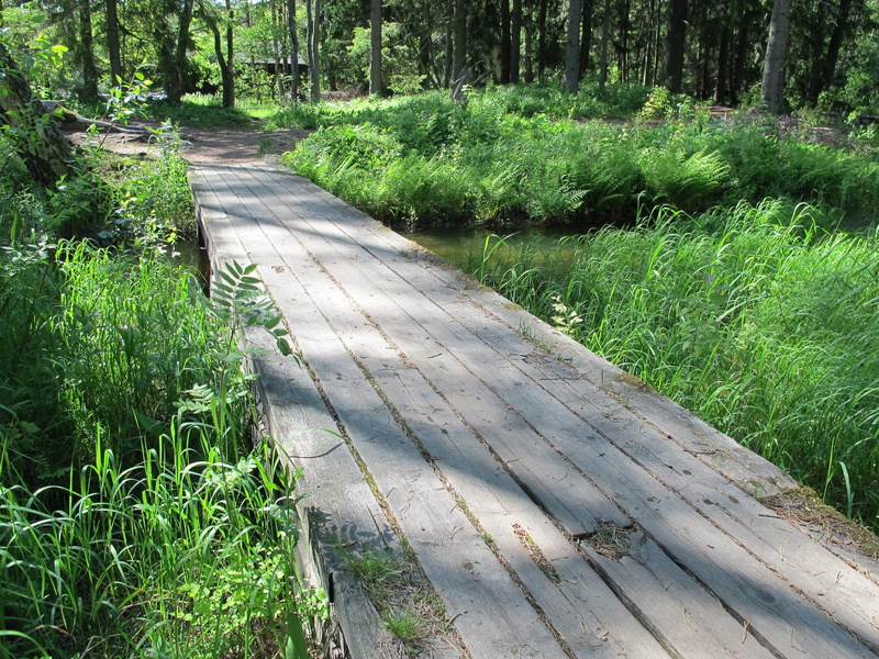beauty in nature, day, boardwalk, wood, plant, footpath, tree, direction, 2K, eagle, wood - Material, langinkoski, forest, bridge, outdoors, growth, nature