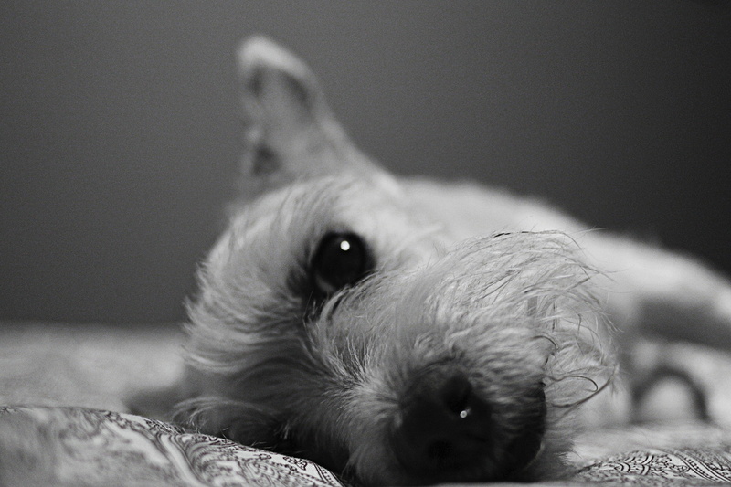 vertebrate, lying down, animal themes, byn, animal head, pets, young animal, domestic, blaynegro, canine, perro, 1080P, no people, pet, animal, mammal
