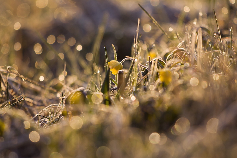 plant part, sunrise, drop, selective focus, tranquility, growth, no people, land, lens flare, outdoors, blade of grass, nature, freshness, plant, fragility
