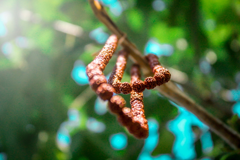 trees, outdoors, no people, tree, focus on foreground, umalla, bookeh, coniferous tree, nature, tranquility, growth, twig, beauty in nature, leafs, day