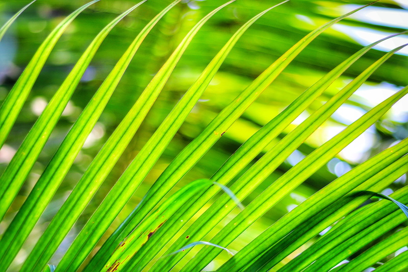 blade of grass, tropical climate, sunshine, palm tree, ungasan, light, summer, palm, nature, natural pattern, vibrant color, uluwatu, plant, green, tropical