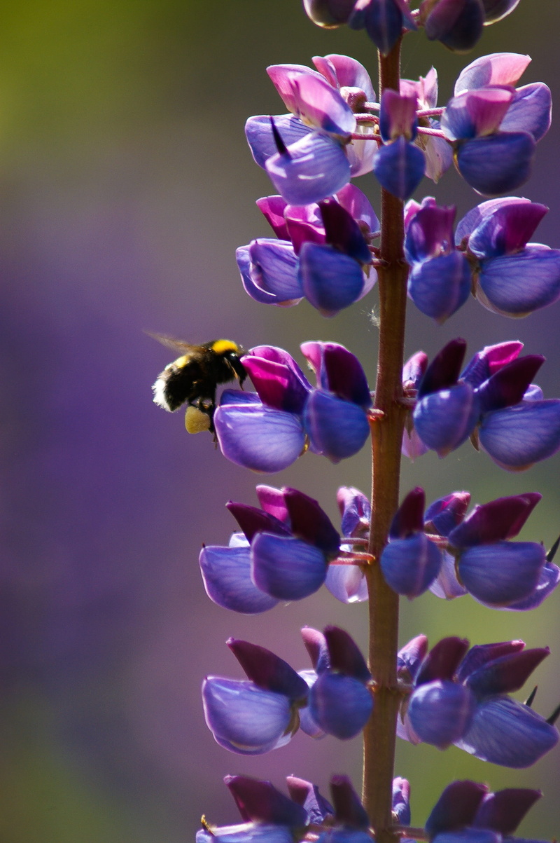 beauty in nature, plant, bee, bookeh, pollination, flower head, animal wildlife, one animal, vulnerability, no people, invertebrate, bumblebee, flowering plant