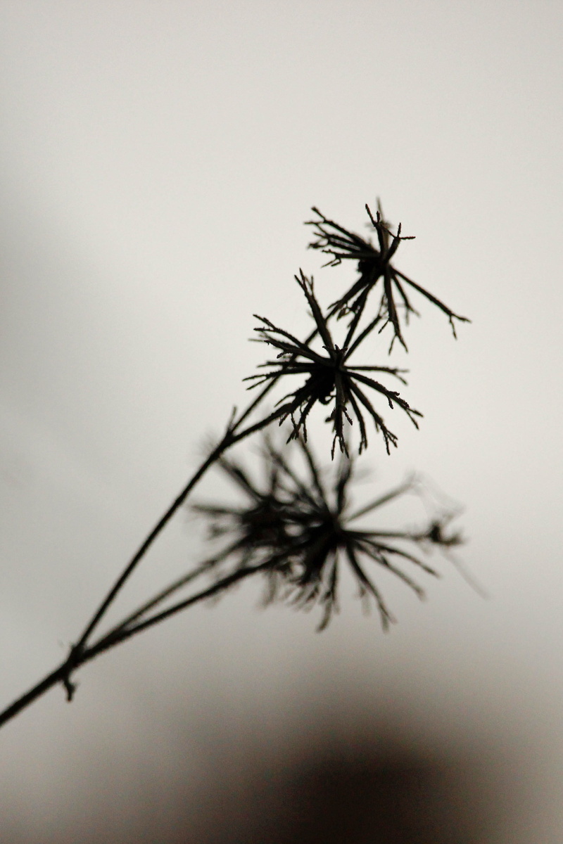 winter, dandelion seed, 2K, silhouette, tree, beauty in nature, no people, outdoors, bookeh, day, black, focus on foreground, fragility, sky, nature, selective focus