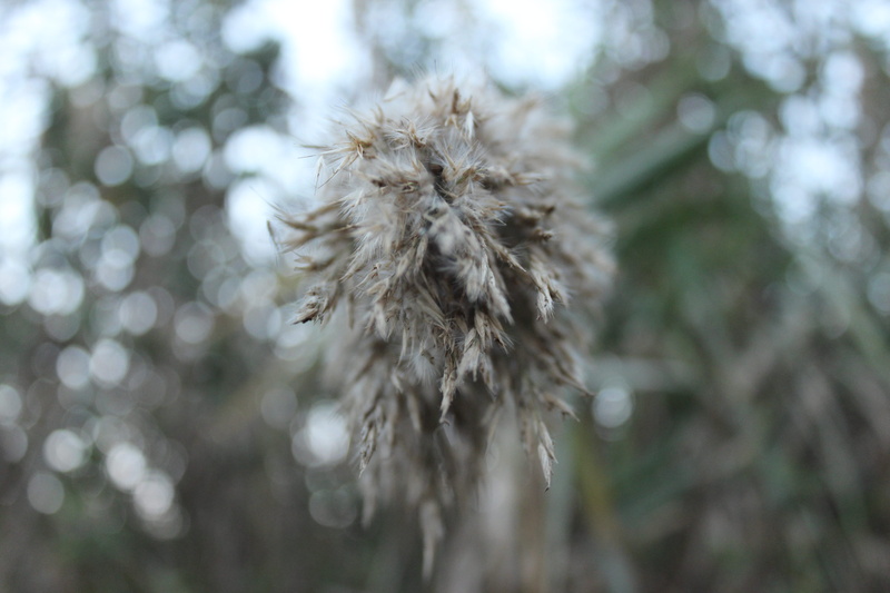 close-up, day, land, no people, tree, dandelion seed, growth, 5K, nature, vulnerability, wheat, softness, selective focus, bookeh, tranquility, outdoors