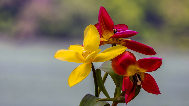 purple, flower head, flowering plant, fragility, inflorescence, flower, softness, red, colorful, tulips, yellow, close up, blossomed, red yellow, outdoors