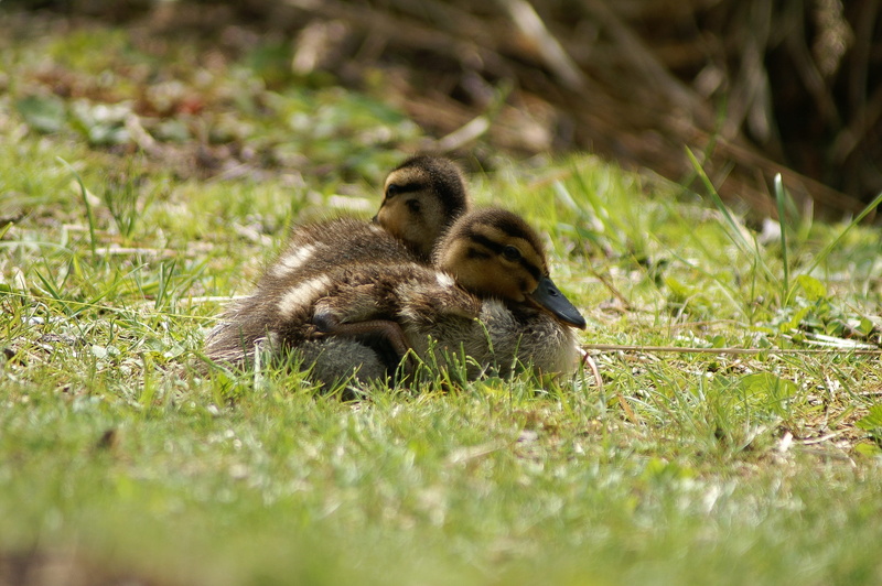 animals in the wild, plant, animal, group of animals, vertebrate, land, ducks, bird, animal wildlife, outdoors, animal family, bookeh, 2K, selective focus