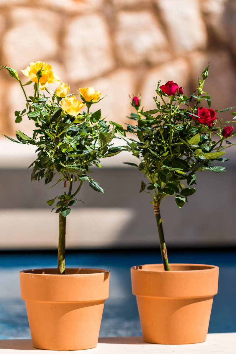 plant, summer, leaf, plant part, green color, blossom, swimming pool, yellow flowers, beautiful flower, yellow rose, outdoors, nature, flower head, beauty in nature