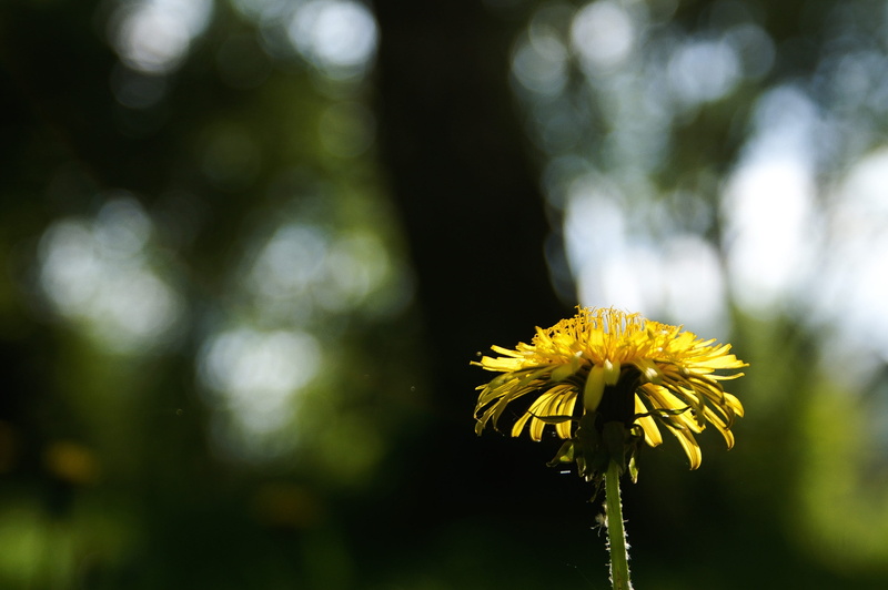 outdoors, 2K, pollen, vulnerability, sun, growth, yellow, petal, nature, shadow play, sepal, inflorescence, fragility, flowering plant, bookeh, focus on foreground