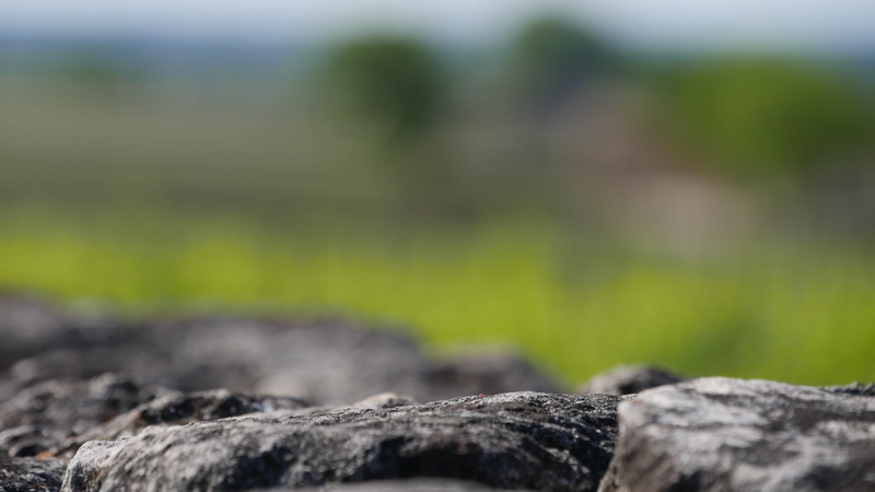 green color, textured, no people, growth, day, nature, wood - material, rough, beauty in nature, tree trunk, 4K, lichen, land, tree, france, solid, rock