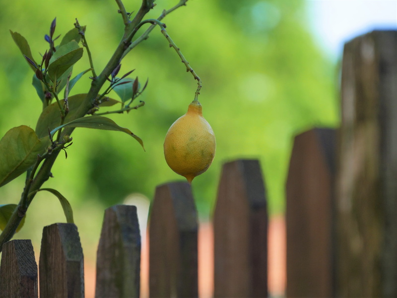 bookeh, day, lemon, lumix, wellbeing, blur, food, outdoors, tree, selective focus, close-up, fruit, vegetal, growth, no people, focus on foreground, healthy eating