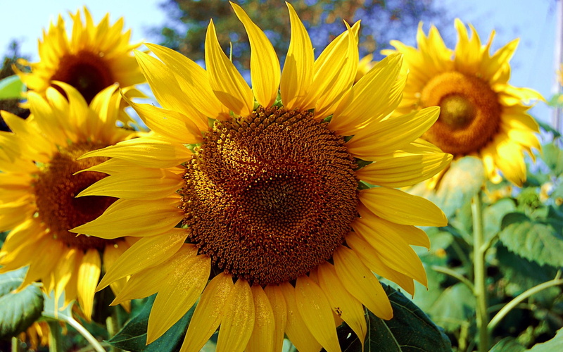 1080P, Golden, Midsummer, Sunflower