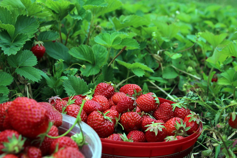 fruits, large group of objects, food, ekoodlade, day, close, buckets, ripe, two, gourmet, strawberries, growth, no people, wellbeing, freshness, field
