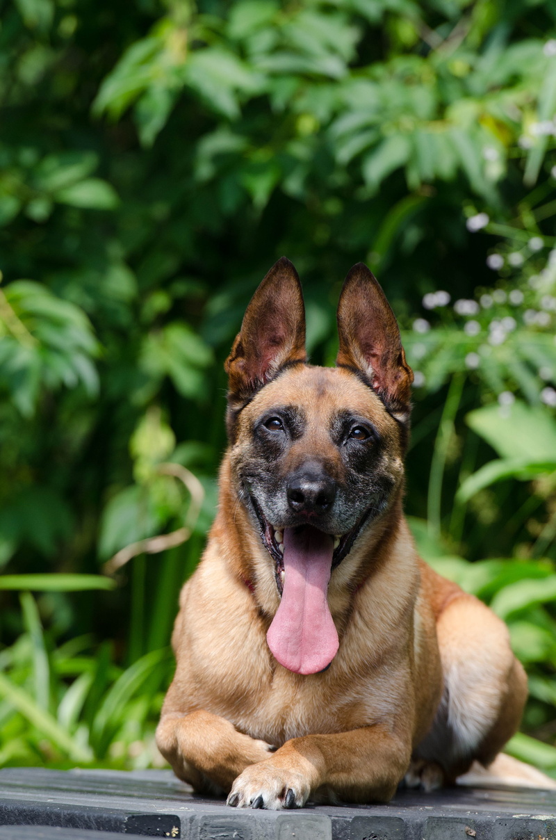 male, water, aquatic plant, summer, one animal, mammal, rest, belgian shepherd dog, animal themes, attention, sticking out tongue, no people, dog, portrait