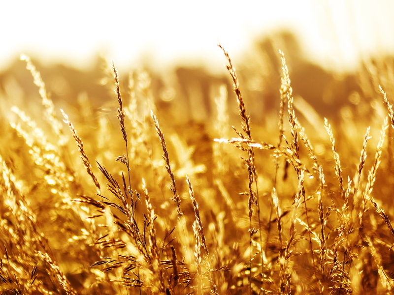 sunny, heat, Summer, plant, land, rural, autumn, close-up, agriculture, ripe, relaxation, sun, fields, meadow, Grasses, yellow, harvest, selective focus