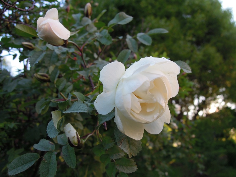 finnish, plant, beauty in nature, no people, freshness, vulnerability, inflorescence, bloom, fragility, 2K, pink flower, rose, flower head, nature, outdoors