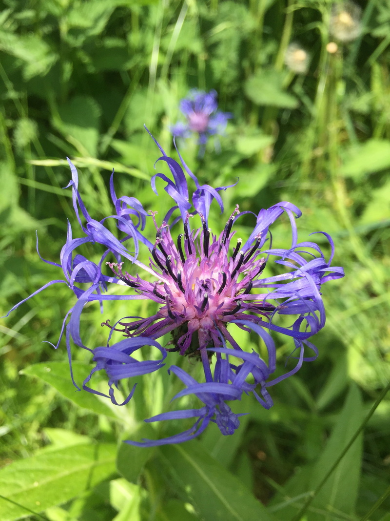 cornflower, petal, vulnerability, growth, freshness, green color, nature, summer, inflorescence, flowering plant, fragility, plant, focus on foreground