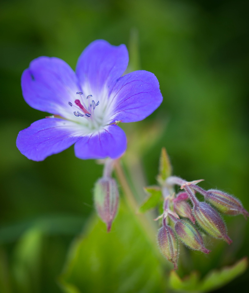 focus on foreground, inflorescence, purple, pollen, bud, flower, close-up, beauty in nature, outdoors, fragility, day, flowering plant, freshness, nature