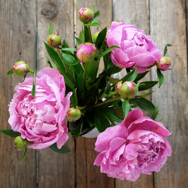 nature, midsummer, petal, freshness, plant, still life, flower head, no people, table, focus on foreground, summer, inflorescence, flower, pink color, outdoors