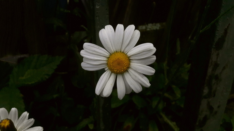 daisy, vitgul, freshness, dark background, summer flower, flowering plant, discount, garden, daisies, midsummer, flowering, pollen, background, trädgårdsblomma