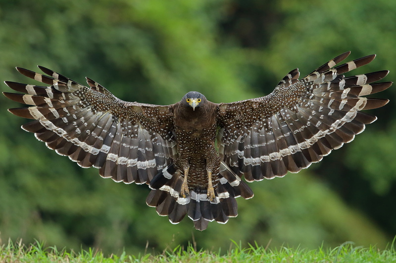hawk, 2K, bird, wings, Great crested snake eagle