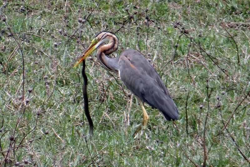 animal themes, bird, stork, kill, animal, ardeidae, nature, outdoors, heron, purple heron, great Blue Heron, 2K, wader, plant, day, tree, ardea purpurea