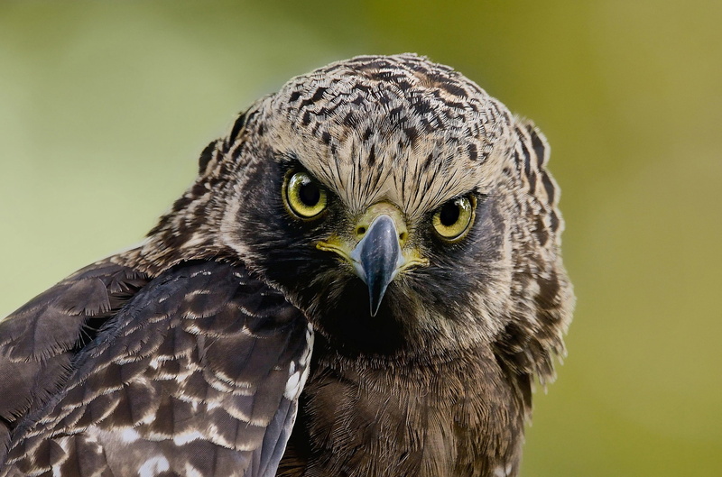 1080P, Great crested snake eagle, Hawk., look, background, bird, Crested snake eagle