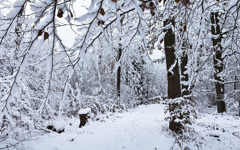 covered, day, bare, winter, nature, 2K, snow, forest, 2560x1600, snowy, tree