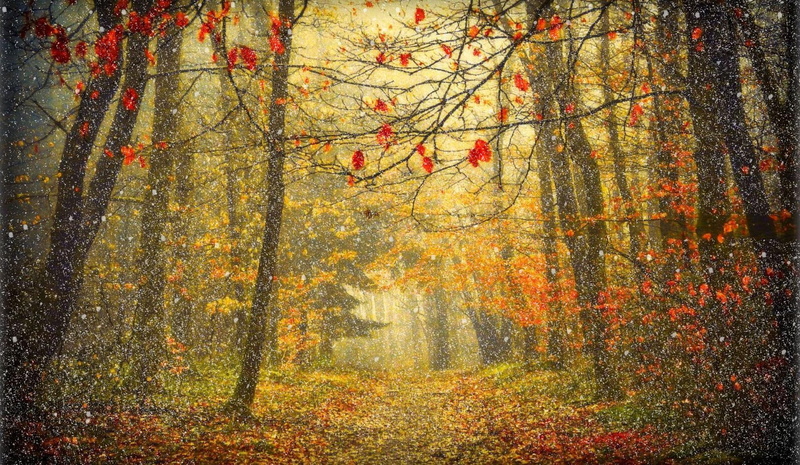 forest, winter, day, snowy, fall, trees, 1080P, autumn, 3d and abstract, snow, widescreen