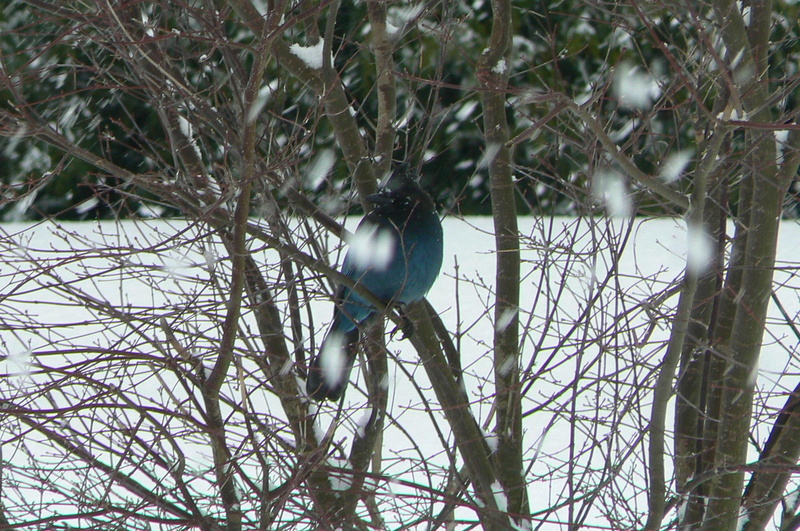 japanese, blue, day, 1080P, animals, bird, maple, blue jay, tree, washington, jay, snowy