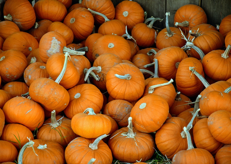grass, californium, lot, food, wellbeing, backgrounds, patch, orange, methodist, food and drink, october, photography, day, pumpkin, 4K, squash, healthy eating