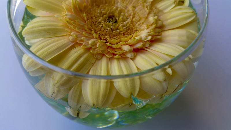 inflorescence, close-up, fragility, petals, petal, decoration, flower head, plant, 5K, vase, no people, flower, studio shot, flowering plant, yellow, freshness