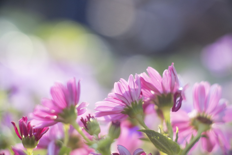 Sony A7r, beauty In Nature, F1.9, 4K, flowers, Sony A7, purple, summer, plant, Paillard, pink Color, 75mm, nature, Sony  A7r, Flower, Kern, close-up, C-Mount
