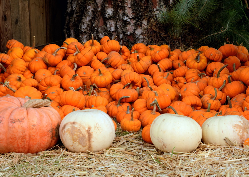 autumn, farm, bountiful, agriculture, vegetable, wellbeing, halloween, field, californium, pumpkin patch, no people, bunch, nature, abundance, healthy eating