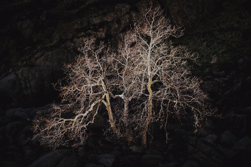 night, winter, ice, astronomy, nature, rock, kern river, vegetation, trunk, beauty in nature, growth, cold temperature, woodland, nebula, trees, outer space