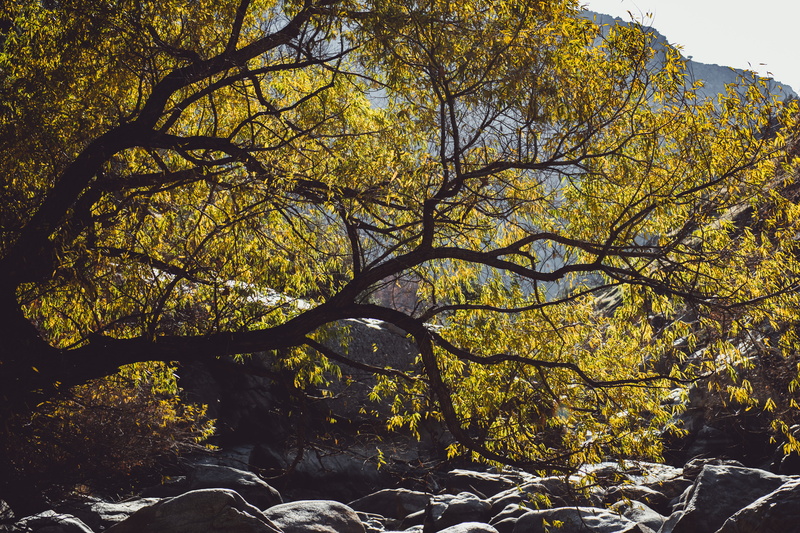 leaves, woodland, rocks, autumn, no people, day, change, fall, nature, fir, beauty in nature, branch, autumn collection, daytime, vegetation, land, flare