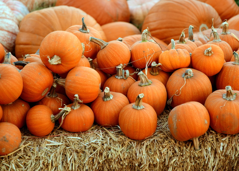 thanksgiving, field, food and drink, outdoors, organic, ripe, agriculture, abundance, farm, squash, pumpkin patch, autumn, healthy eating, orange, day
