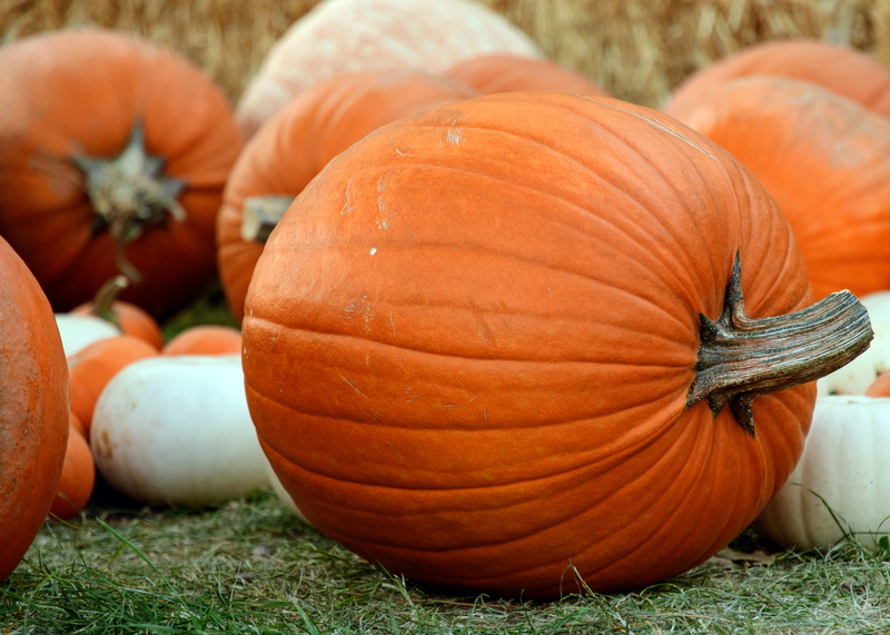 healthy eating, food and drink, grass, 4K, bountiful, day, ripe, family, halloween, californium, organic, fall, nature, orange color, agriculture, orange