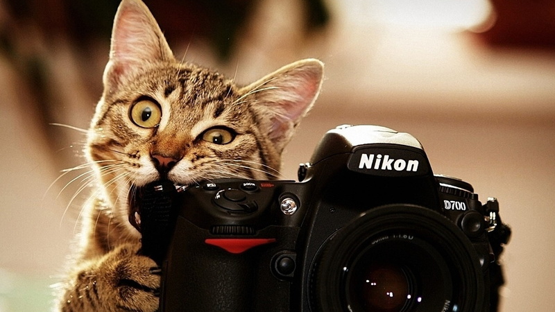 photo, nikon, camera, black, bite, cat, tabby, 1080P, brown, d, kitten