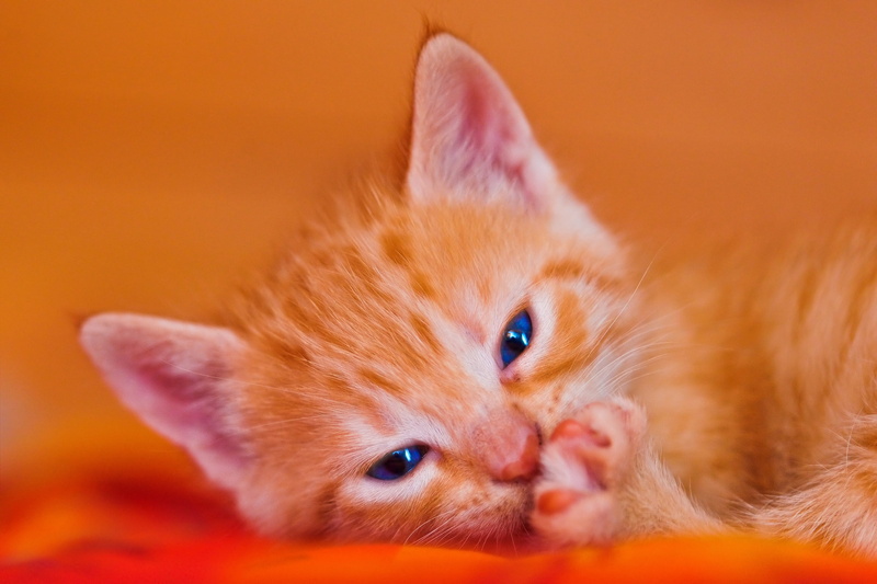 2K, portrait, kitten, domestic Animals, mammal, pets, tabby, feline, tired, nikon  d700, orange, orange tabby, bed, domestic Cat, young Animal, red, orange Color