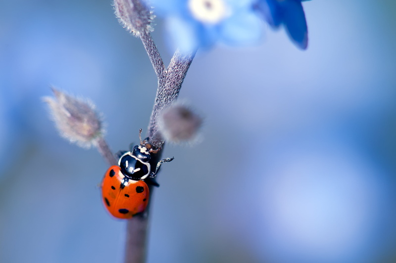nature, photography, lady beetles, vr, nectar, beauty In Nature, park, Blues, springtime, micro, macro, plant, Ladybeetle, beetle, animal, gardens, california