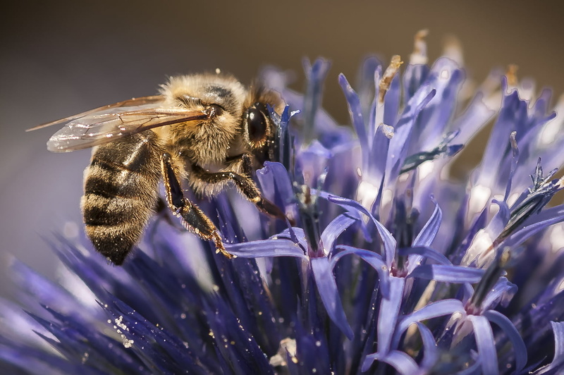 lens, animaux, juillet, insect, pollen, close-up, on top, pollination, nature, abeille, top, Honeybee, NIKON D700, PHOTO, shift, FAUNE, 720P, purple, photography