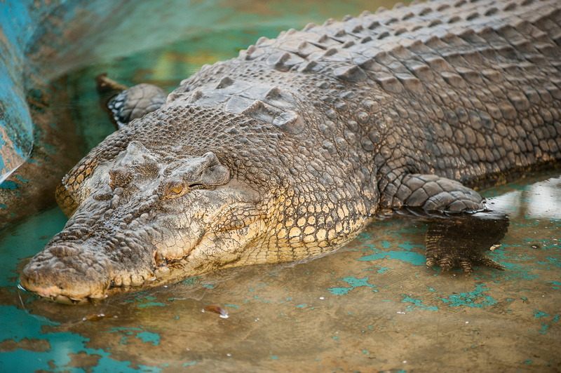 animal scale, nature, philippines, outdoors, aquatic, one animal, crocodile, relax, animals in the wild, reptiles, animal head, nikon, relaxation, animal