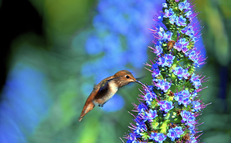 animals in the wild, vulnerability, California, Small, MidAir, Nectar, beauty in nature, flora, Closeup, flower, fragility, colibri, hovering, Daylight