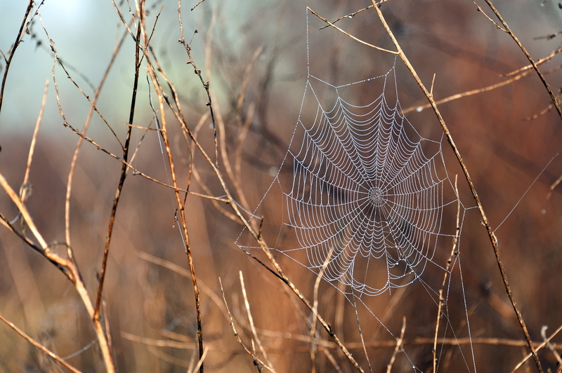 nature, no people, covered, beauty in nature, prairie, 2K, trapped, focus on foreground, outdoors, plant, Nikon D700, complexity, vulnerability, macro