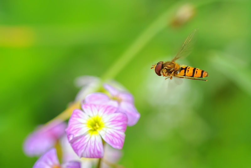 4K, plant, petal, closeup, macro, animal Wing, summer, pink, sigma, yellow, bee, flower, near, close-up, brown, nikon  d700, animal, nature, 105mm, insect