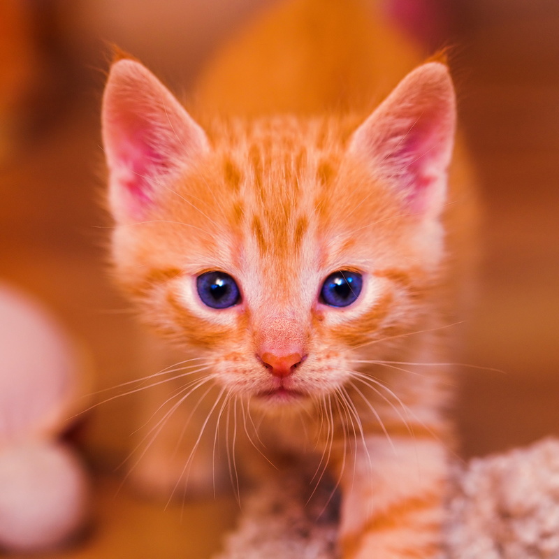 animal, switzerland, cute, face, male, orange, young Animal, pets, cat, orange tabby, square, fur, tabby, kitten, domestic Cat, nikon  d700, small, portrait