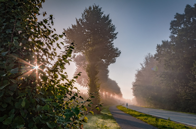 nature, sun, outdoors, beauty in nature, road, large north sea, avenue, sunlight, tranquil scene, hdr, 2K, bright, achterwehr, scenics - nature, plant