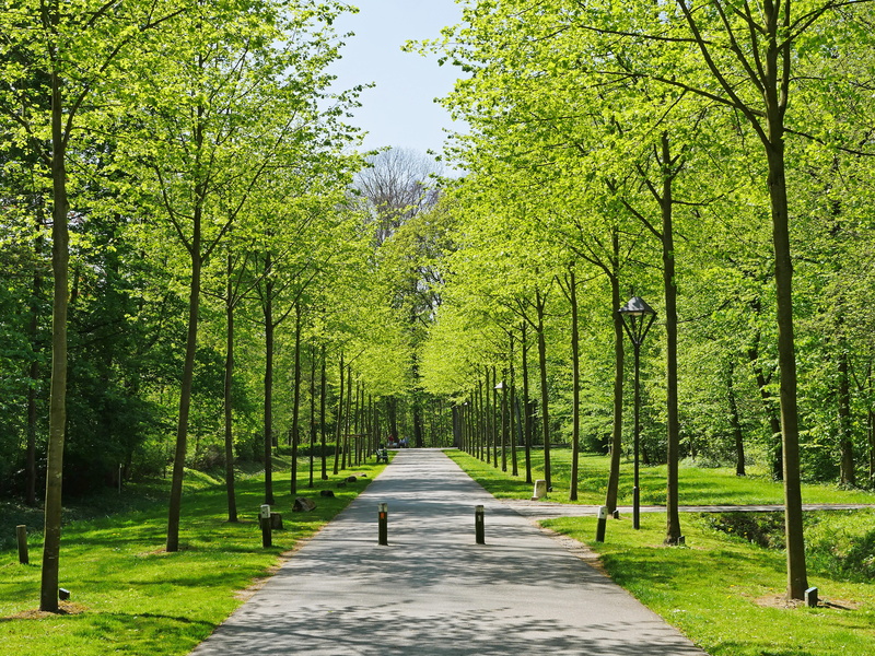 day, north churches, plant, nature, 5K, green color, spring, growth, outdoors, land, diminishing perspective, avenue, castle park, forest, tranquility