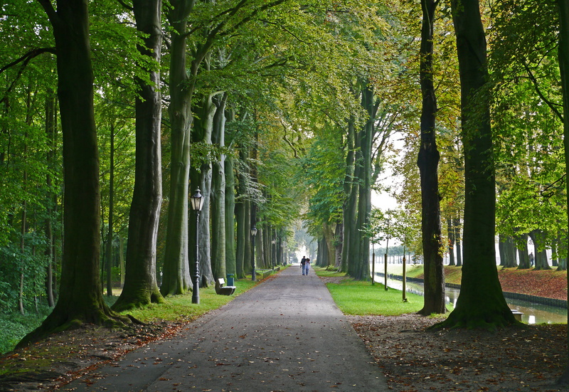 chestnut, tree, tranquility, direction, moated castle, promenade, westfalen, lanterns, green, pathway, day, plant, north rhine westphalia, moat, green color